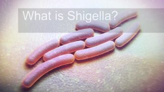 shigella